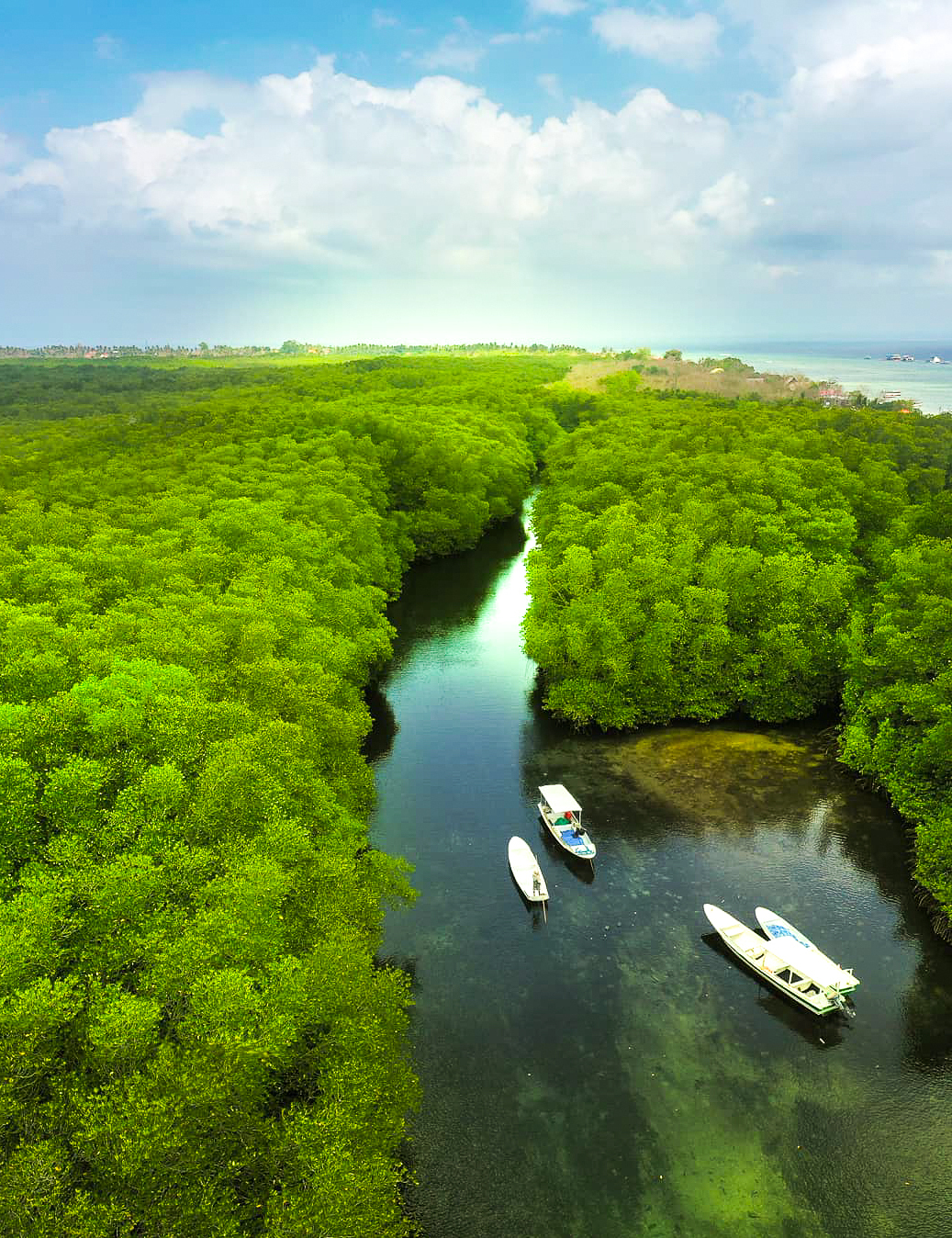 Mangrove forest Nusa Lembongan
