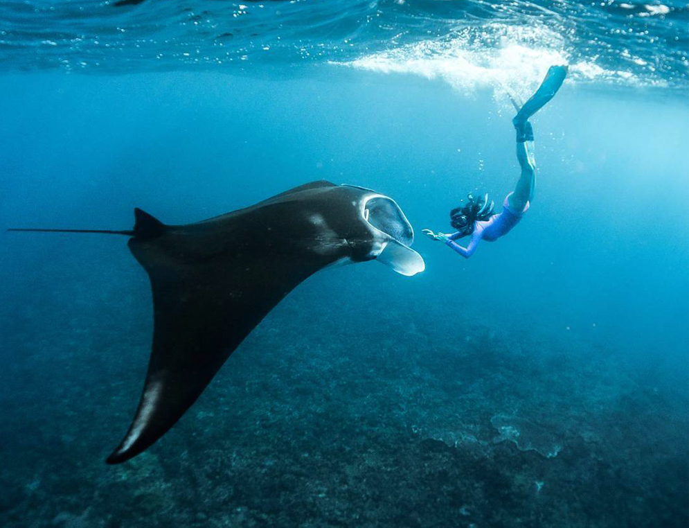 snorkeling manta ray safari in nusa penida